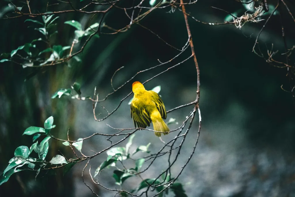 A small yellow bird perched on a tree branch